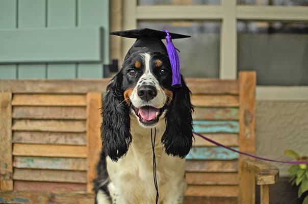 Dog Training Maintenance Programs: The Key to Lifelong Obedience
