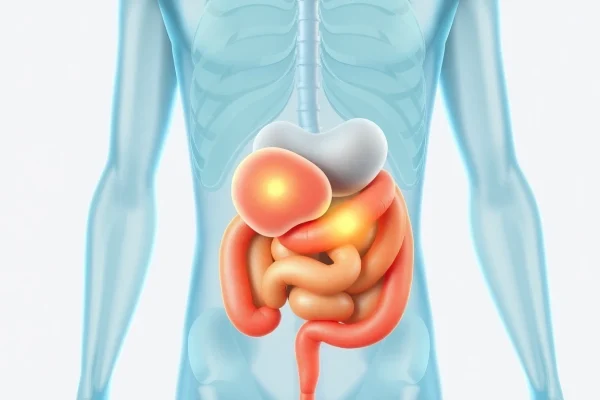 Illustration depicting visceral fat surrounding internal organs for educational purposes.